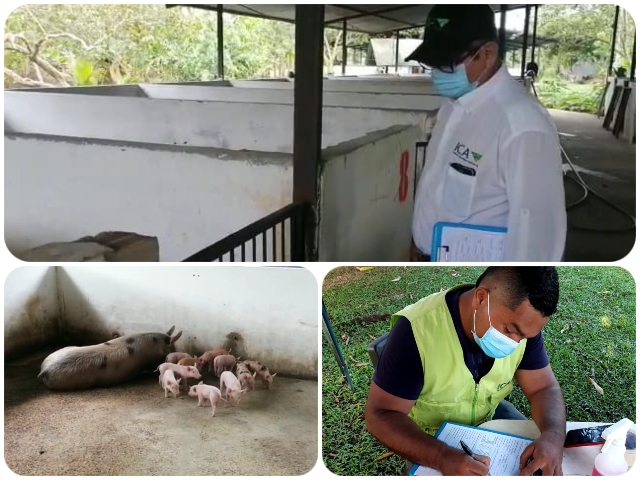  Amazonas continúa trabajando para prevenir la Peste Porcina Clásica
