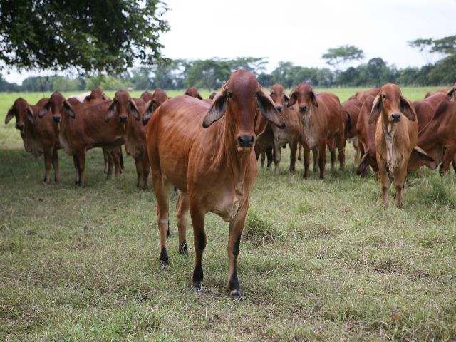 Egipto habilita plantas para exportación de carne colombiana 