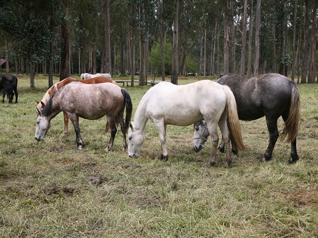 A buen ritmo avanza vacunación contra encefalitis equina venezolana en Risaralda 