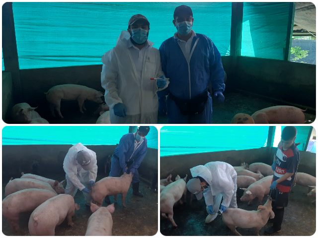 Toma de muestras a porcinos del Putumayo