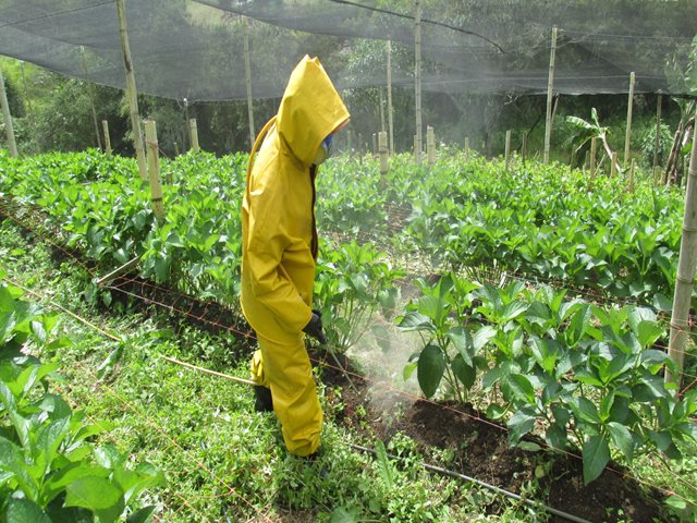 El ICA participó en reunión del Grupo Técnico de Alto Nivel, para revisión y actualización del Manual Técnico Andino de plaguicidas químicos de uso agrícola 