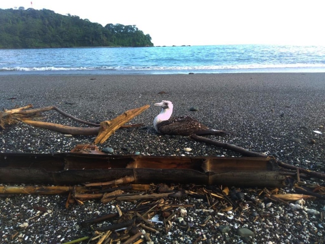 El ICA confirma nuevo caso de influenza aviar en la Isla Gorgona