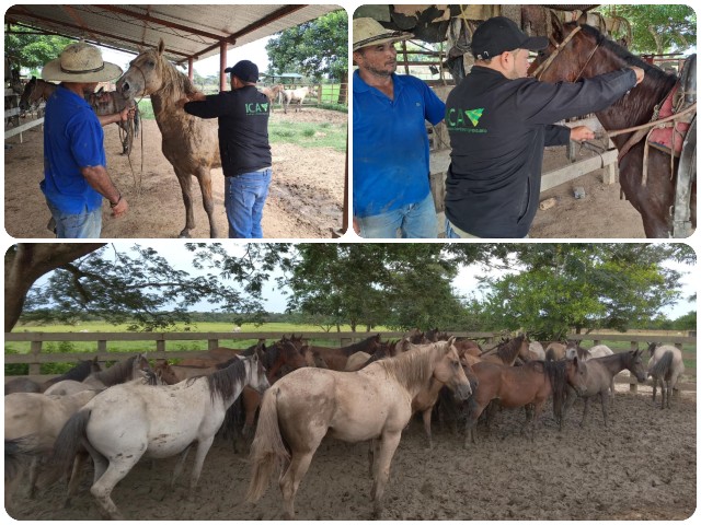 Arauca se blinda contra la encefalitis equina venezolana