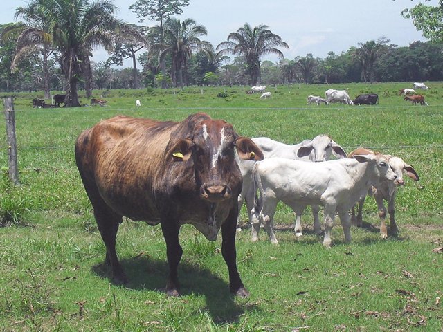 Colombia exportará semen bovino y bufalino hacia la República de  Argentina