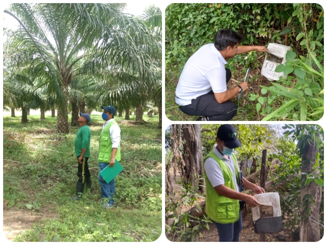 Inspección, vigilancia y control a cultivos de palma de aceite de La Guajira