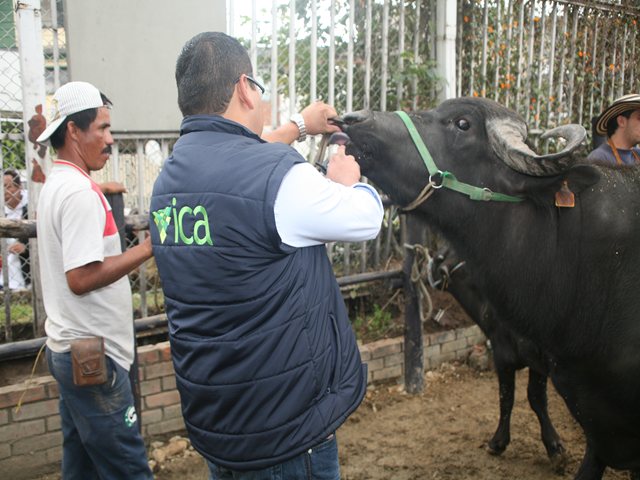 ICA fija normatividad sanitaria y fitosanitaria para AGROEXPO 2013
