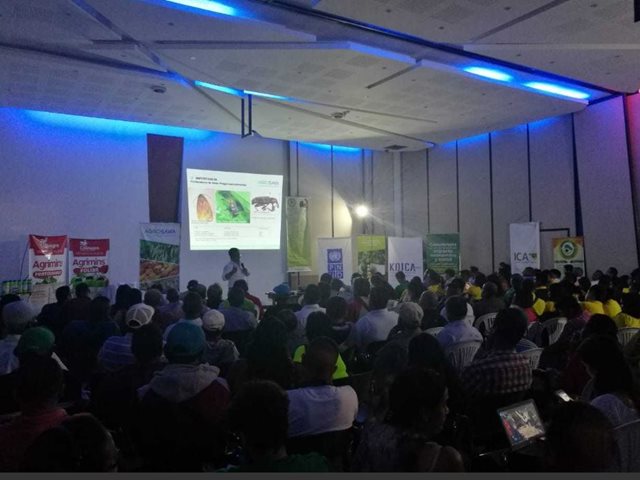 Agricultores caucanos se preparan para exportar aguacate Hass a Los Estados Unidos