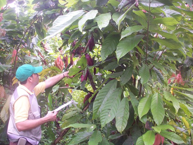 En Nariño el ICA adelanta visitas de vigilancia y monitoreo fitosanitario en cultivos de Cacao en la costa Pacífica 