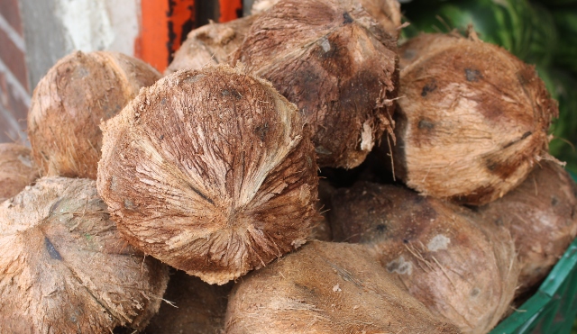 Foto-ICA-Cultivo-de-cocos-colombianos-1.jpg