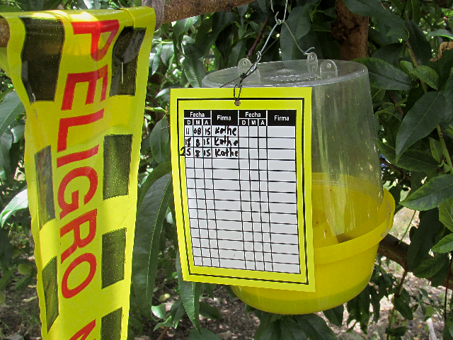  Monitoreo a redes de trampeo – mosca de la fruta