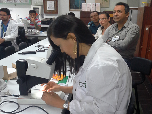 El ICA en alianza con Corpoica realizó el taller de entrenamiento en el montaje e identificación de insectos escama 