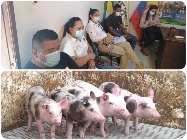 El Amazonas se fortalece de manera interinstitucional para prevenir la entrada del virus de Peste Porcina Africana al país 