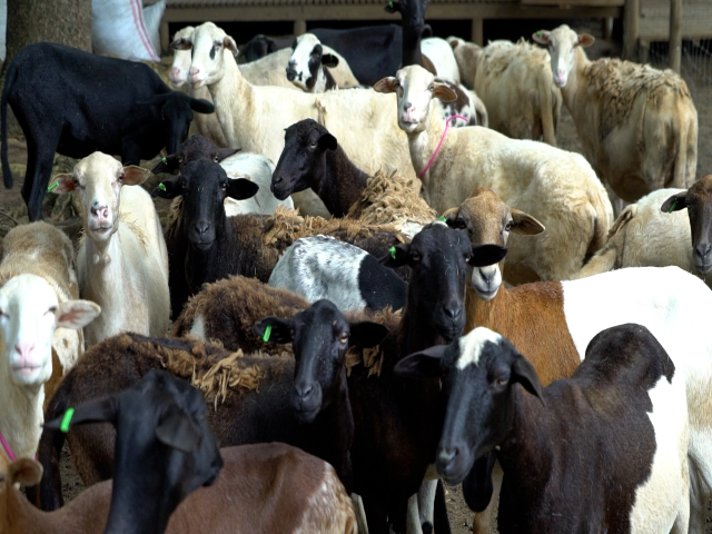  Golpe contra la ilegalidad en la movilización de animales en el departamento del Cesar