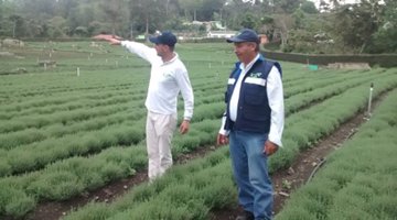 aromaticas-3.jpg aromaticas-3.jpg