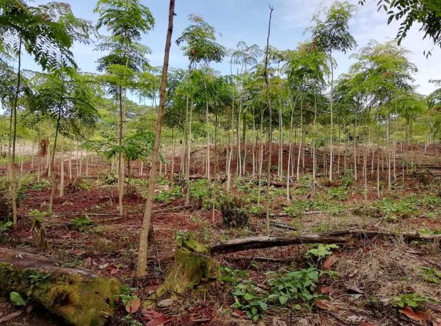 Agricultores putumayenses le apuestan a las plantaciones forestales con registro ICA