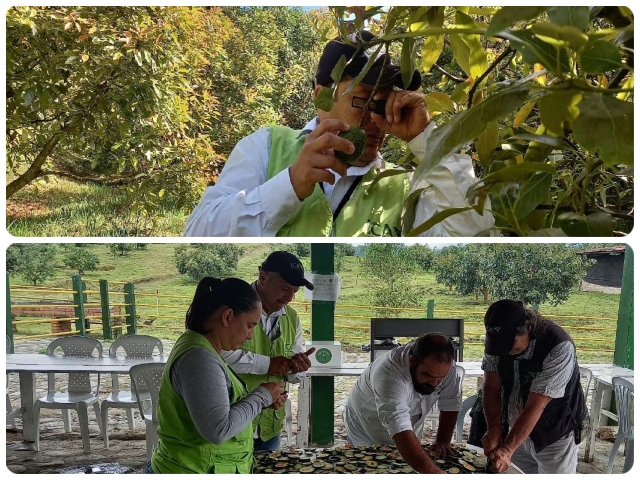 Monitoreo de plagas cuarentenarias a cultivo de aguacate Hass 