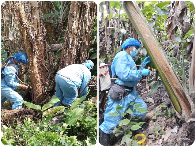 Acciones para combatir el moko del plátano