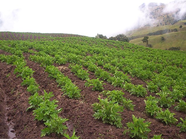 El ICA capacitó a más de 30 productores de papa en Boyacá