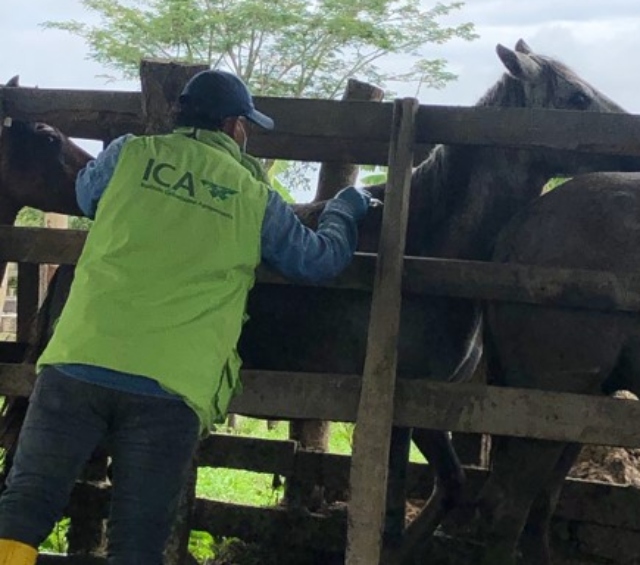 Foto-ICA-avanza-vacunacion-contra-la-eev-1.jpg