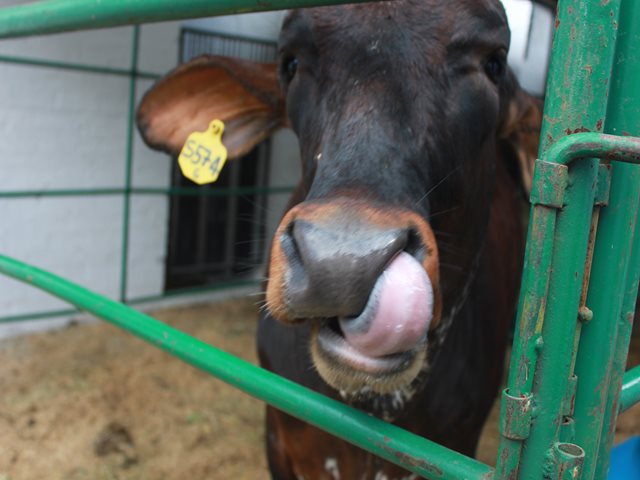 Se desarrollará ciclo de vacunación contra fiebre aftosa y brucelosis bovina,  en la mayor parte de Cundinamarca, Boyacá y en tres municipios de Casanare