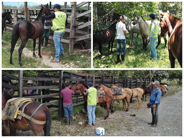 Con vacunación, equinocultores del Putumayo se blindan contra la encefalitis equina venezolana