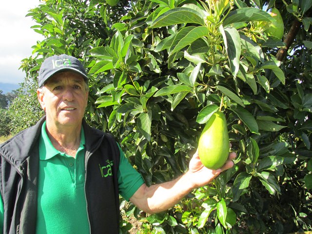  Inscripciones abiertas para el taller “aspectos fitosanitarios del cultivo de aguacate”