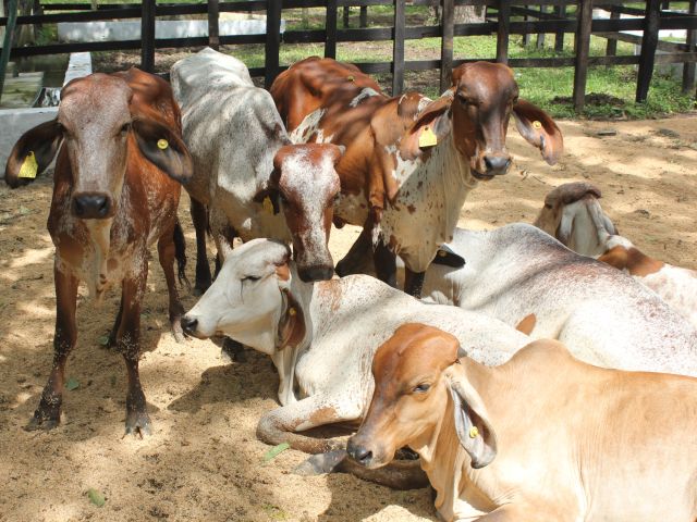 Inicia primer ciclo de vacunación contra la fiebre aftosa y la brucelosis bovina de 2019