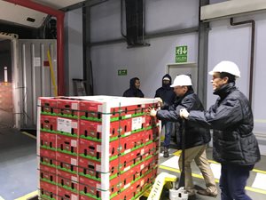 Aguacate-6.jpg