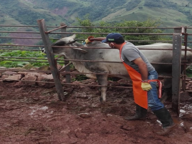 Sin culminar el ciclo de vacunación, Colombia ha logrado una cobertura del 93,5 % contra aftosa