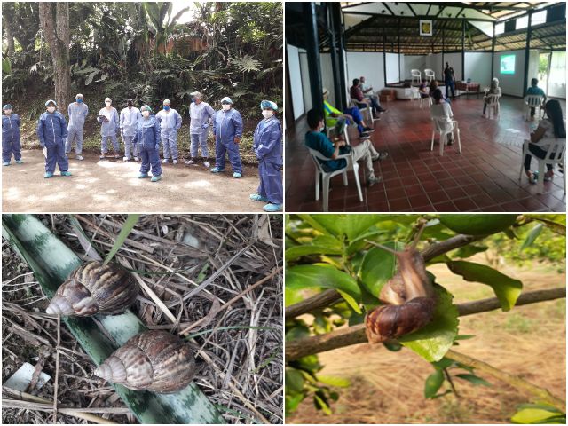 Brigada de rastreo del caracol gigante africano 