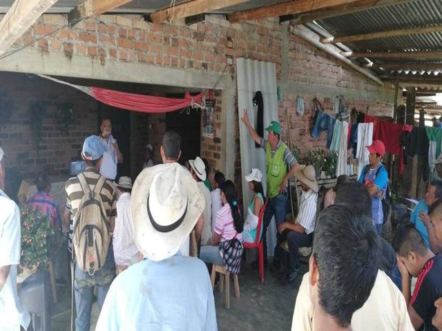En el Cauca, el ICA tiene en la mira al picudo negro del chontaduro