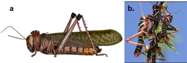 Foto-ICA-Saltamontes-de-Maria.jpg