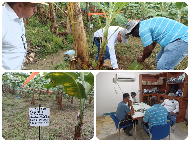Brigada fitosanitaria en cultivos de plátano y banano en el Urabá antioqueño.
