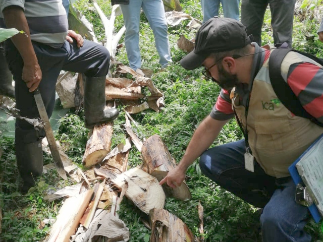 Productores de plátano y banano de Cundinamarca fortalecen su producción, por medio de capacitaciones lideradas por el ICA 