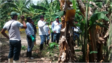 El ICA capacita sensores para mantener la guardia alta en los predios productores de plátano y banano