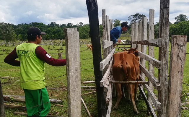 En Vaupés, con el apoyo del ICA, los productores protegen sus predios contra la fiebre aftosa y la brucelosis bovina