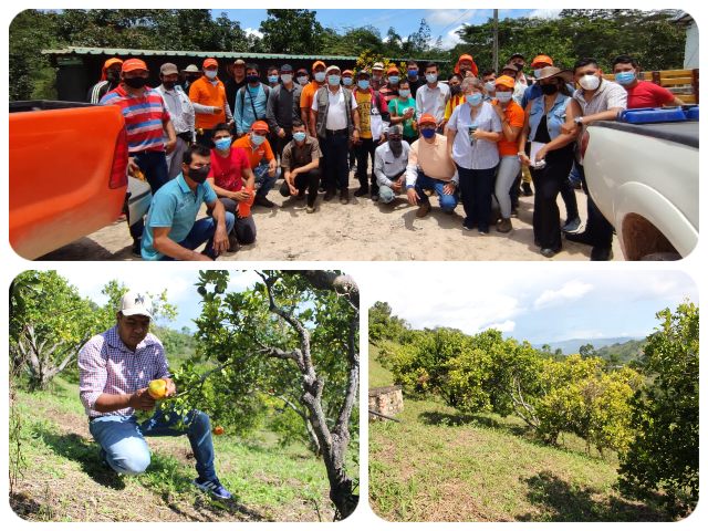 El ICA en Santander refuerza acciones en prevención y manejo de HLB de los cítricos 