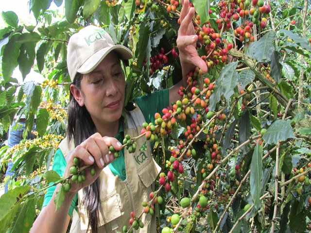 El ICA capacita a productores de café en la identificación y control de la cochinilla