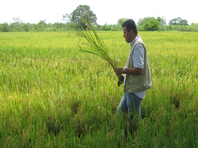 Ministerio de Agricultura y Desarrollo Rural amplió el plazo para el registro de los arroceros
