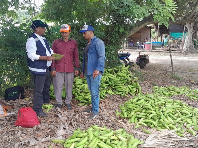 Más de 100 productores de plátano y banano en Córdoba participaron en brigada fitosanitaria 