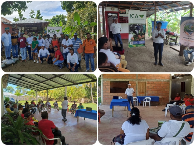 Platanicultores de Antioquia fueron capacitados por el ICA para prevenir el FOCR4T