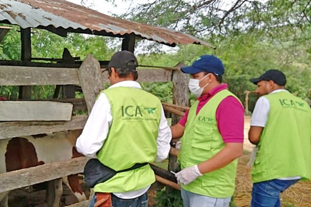 En el municipio de Usiacurí, Atlántico, el ICA vacunó 160 équidos contra la EEV  