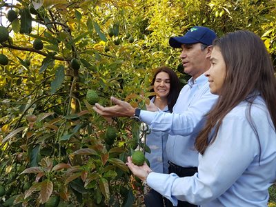 Aguacate-Hass_Risaralda-2.jpg