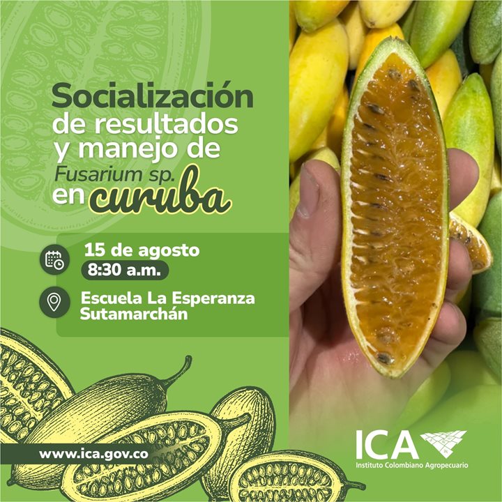 CURUBA.jpeg