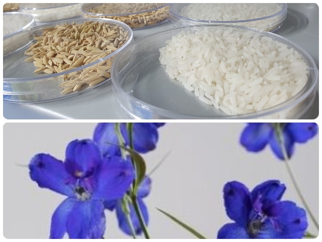 Semillas de arroz y plantas in vitro de delphinium