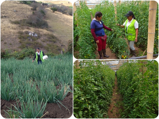 Con inspecciones fitosanitarias, el ICA protege los cultivos de hortalizas en Boyacá