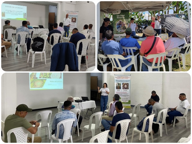 El ICA capacitó a 68 pequeños y medianos productores de plátano en Risaralda  