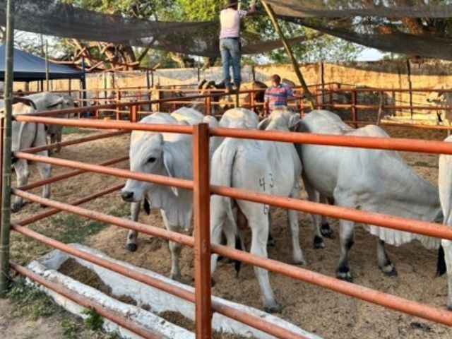 Desarrollo de la Merodología de Evaluación del Bienestar Animal, en región. 