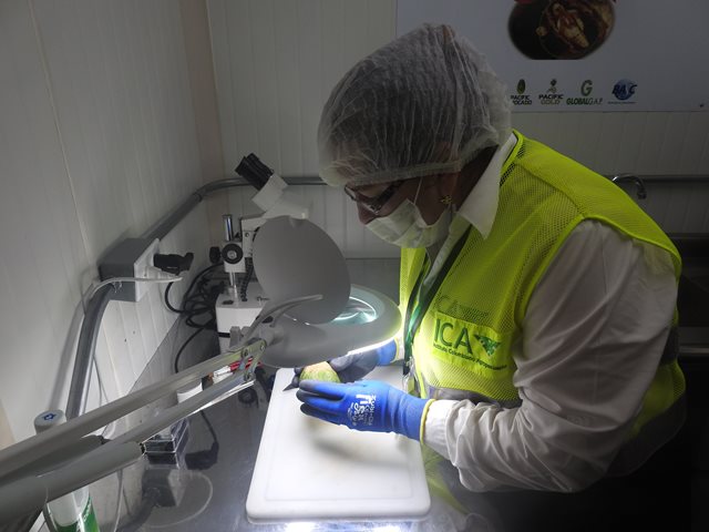 Con paso firme el aguacate Hass colombiano se abre campo en el  mercado estadounidense 