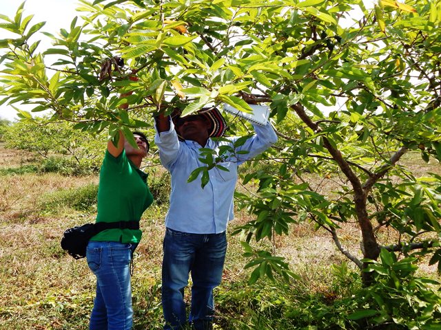 “Hay más que plagas en la pérdida de productividad en árboles de guayaba”: Consejo fitosanitario del cultivo de la guayaba en la Hoya del río Suárez